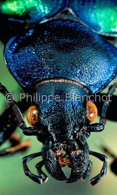 Calosoma sycophanta.JPG - in "Portraits d'insectes" ed. SeuilCalosoma sycophantaCalosome  sycophanteGround beetle ColeopteraCarabidaeFrance